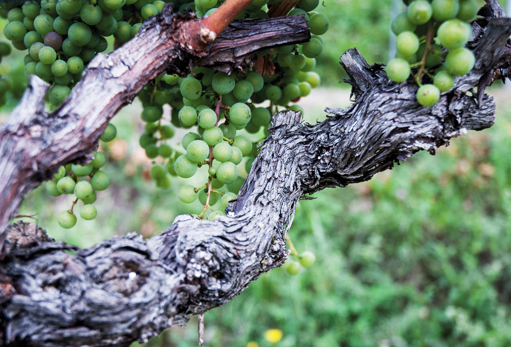 Tenuta san Giorgio