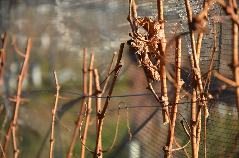 Tenuta san Giorgio