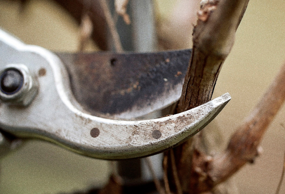 Tenuta san Giorgio